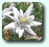 Edelweiss