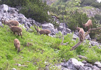 Gruppe von Steinböcken