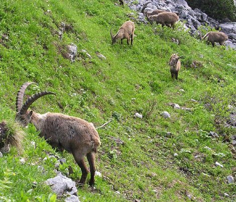 Gruppe von Steinböcken